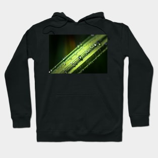 Dew drops on grass blade Hoodie